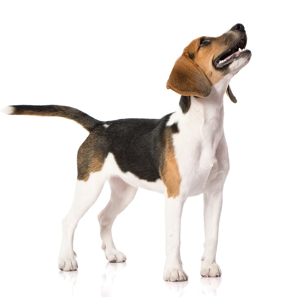 Yogy Staff Digital yogur